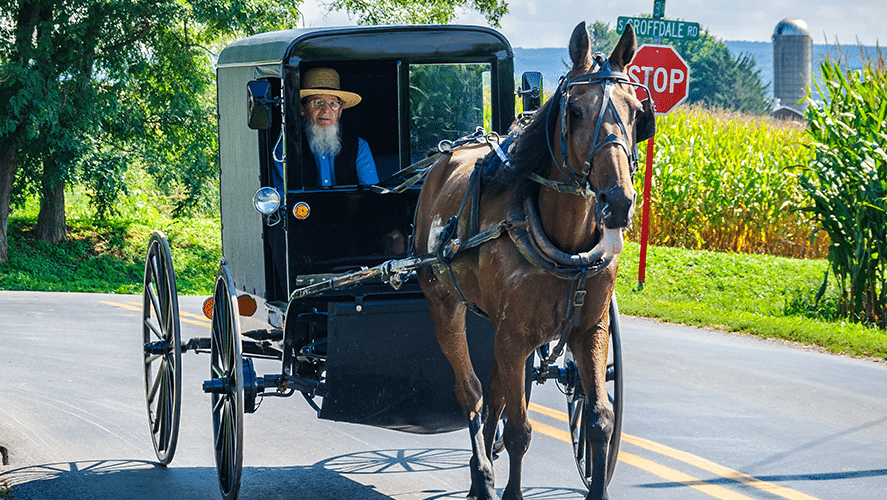 amish horse and buggy rides