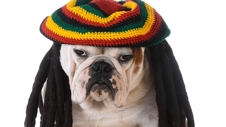Soft Rock To Reggae—Dogs Shown To Have Musical Taste